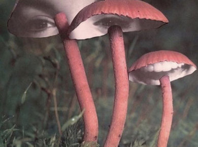 mushrooms-for-skin